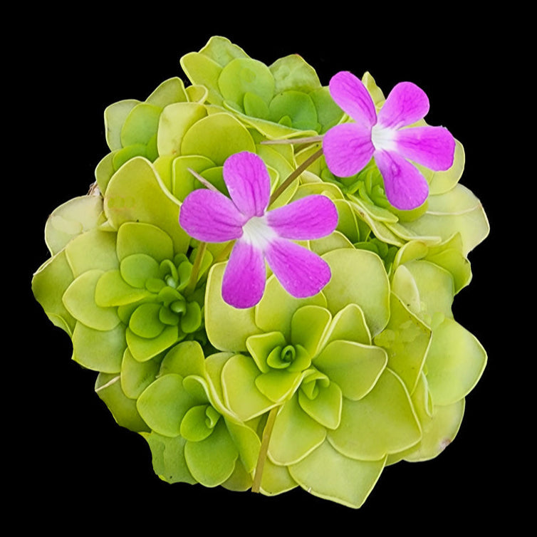 Mexican Butterworts (Pinguicula) Quick Care Guide & Pest Control Hub