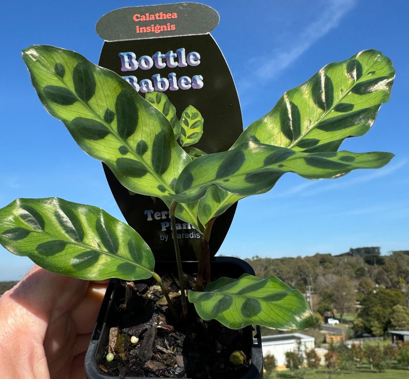 Calathea insignis 'The Rattlesnake Plant'