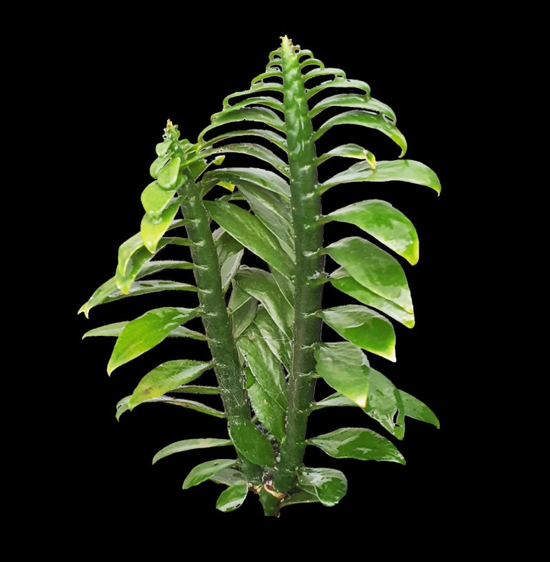 Pedilanthus tithymaloides Nana 'Dwarf Devil's Backbone' Zig Zag Plant