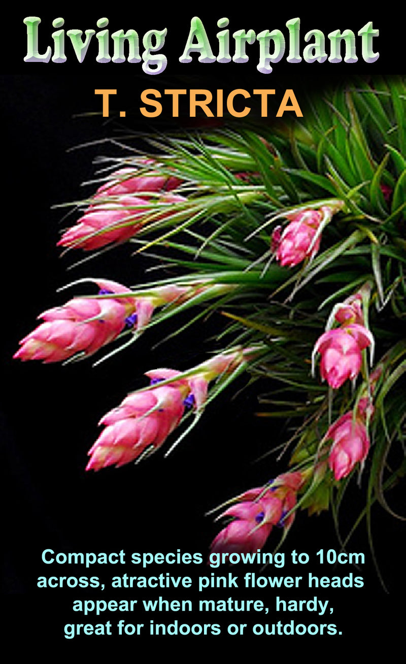 Tillandsia - Living Air Plants - Fact sheet and cultural Notes