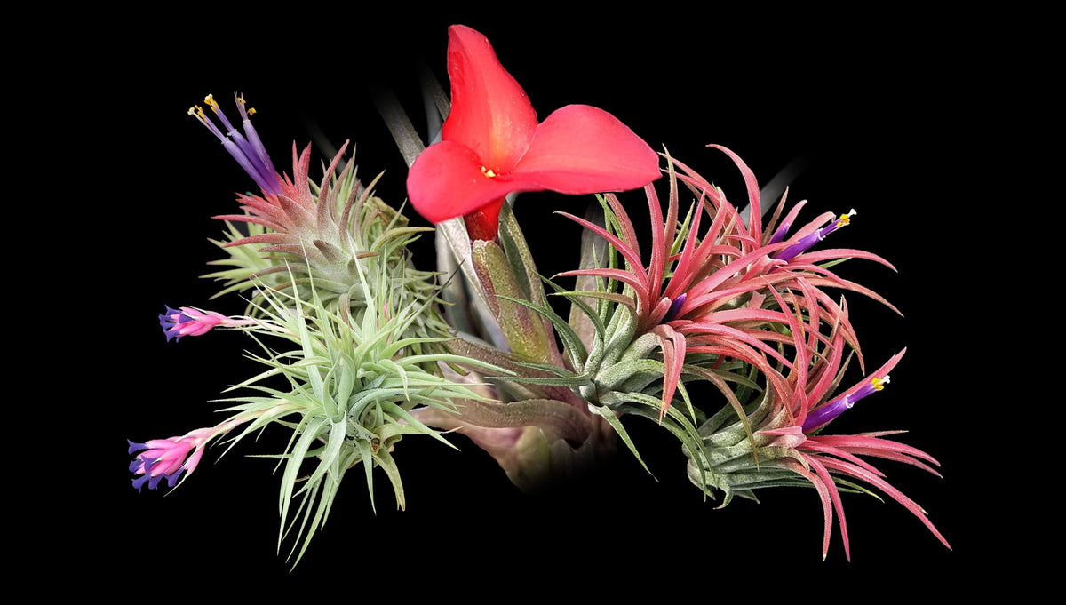 Why Is My Air Plant Turning Brown? Common Tillandsia Problems Explained