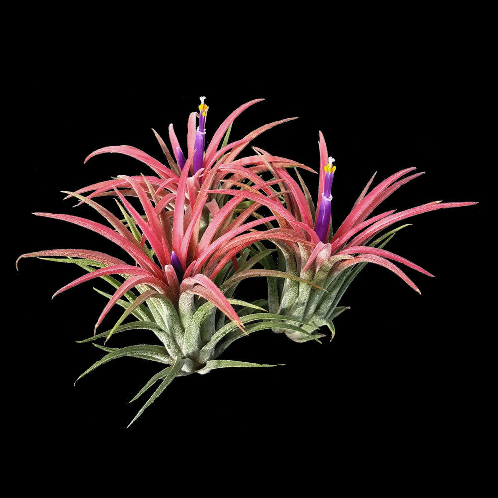 How to Care for Tillandsia