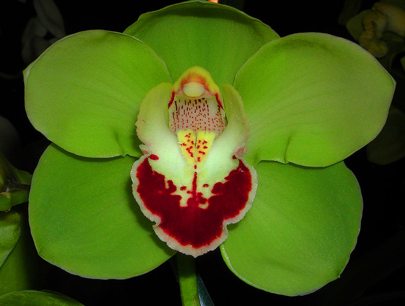 Cymbidium Orchids fact Sheet