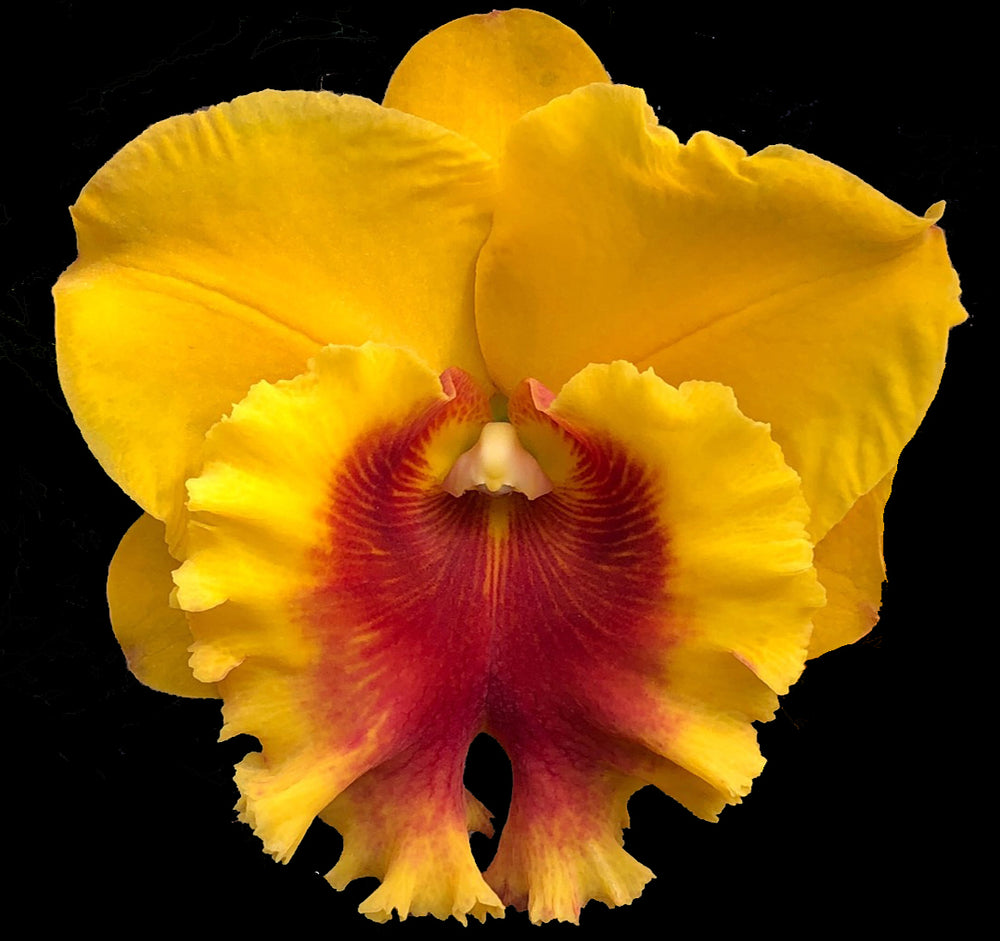 Growing Cattleya Orchids Fact Sheet and Cultural Notes