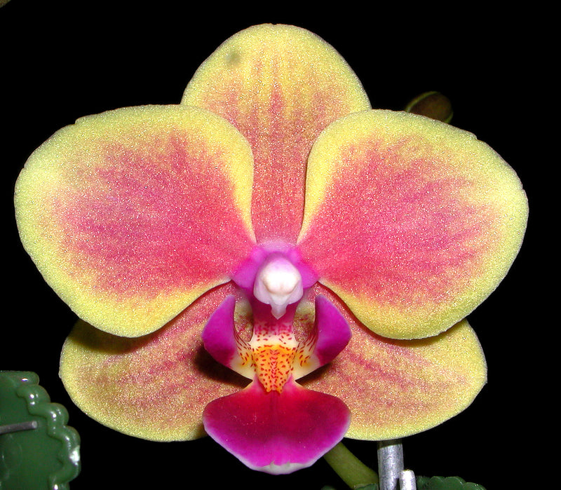 Phalaenopsis or Moth Orchid    Why is mine sick ?