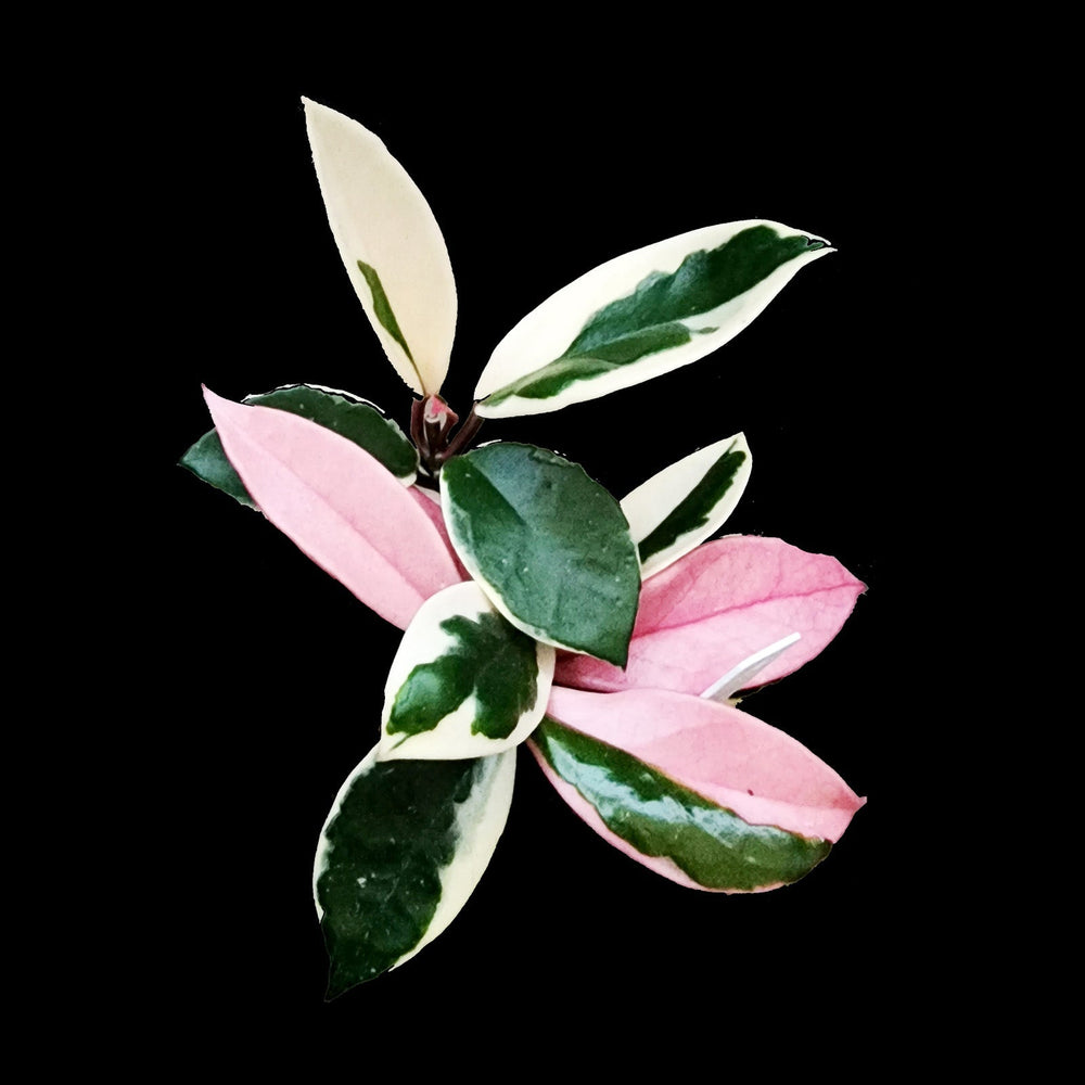 How to Water Hoya: The Complete Beginner Guide