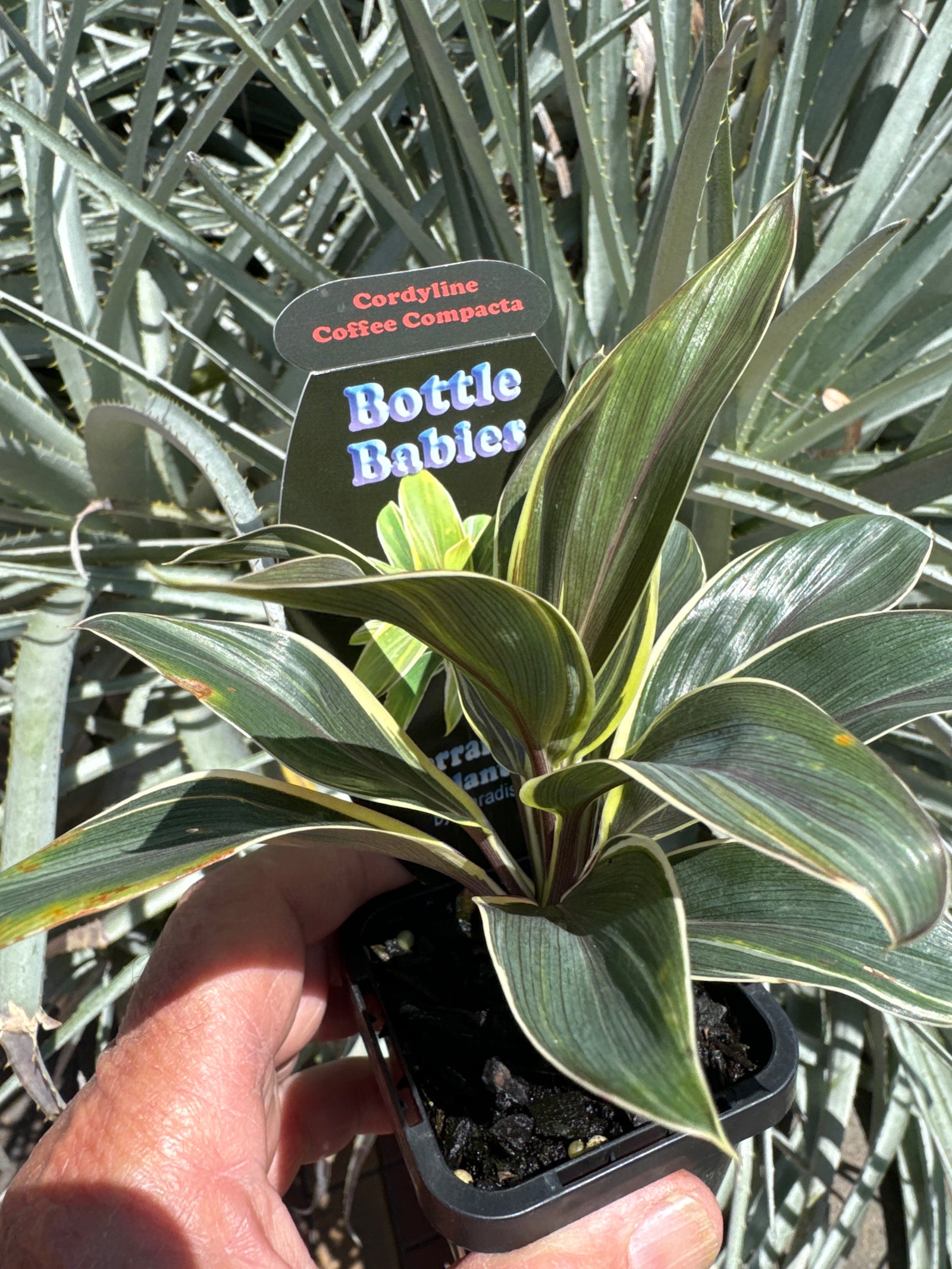 Cordyline Coffee Compacta 66mm potted