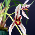 Cymbidium dayanum   rare species