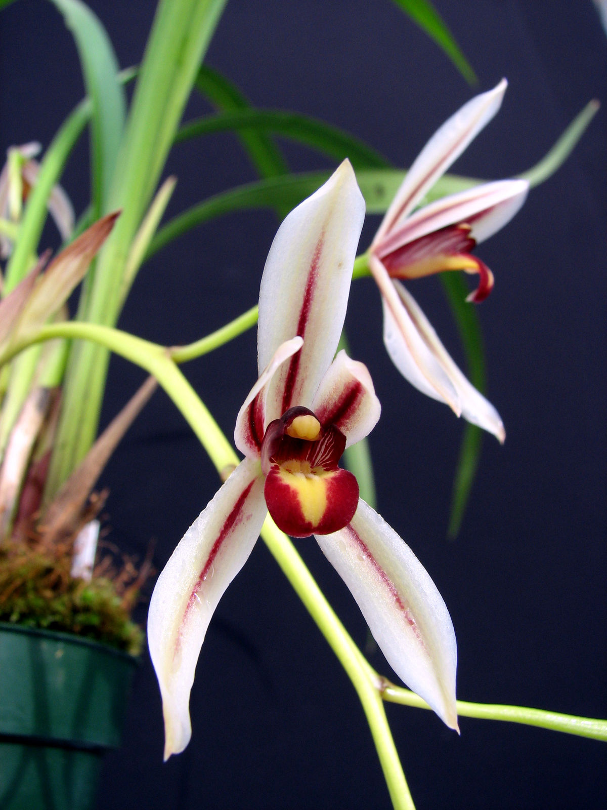 Cymbidium dayanum (Day's Cymbidium) - Fragrant Orchid with Long-Lasting Blooms