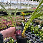 Cymbidium Uncle Everett '101'