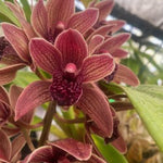 Arching Cymbidium spike with richly veined burgundy and bronze flowers.
