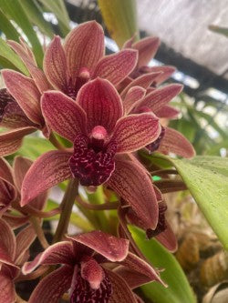 Arching Cymbidium spike with richly veined burgundy and bronze flowers.