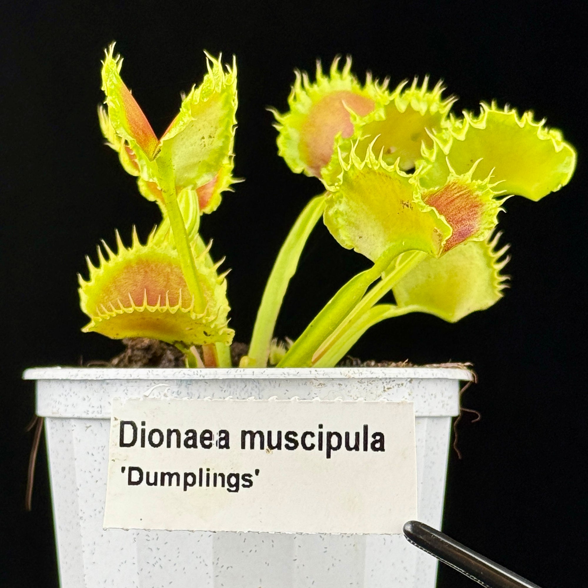 Dionaea muscipula 'Dumplings'
- Venus Fly Trap