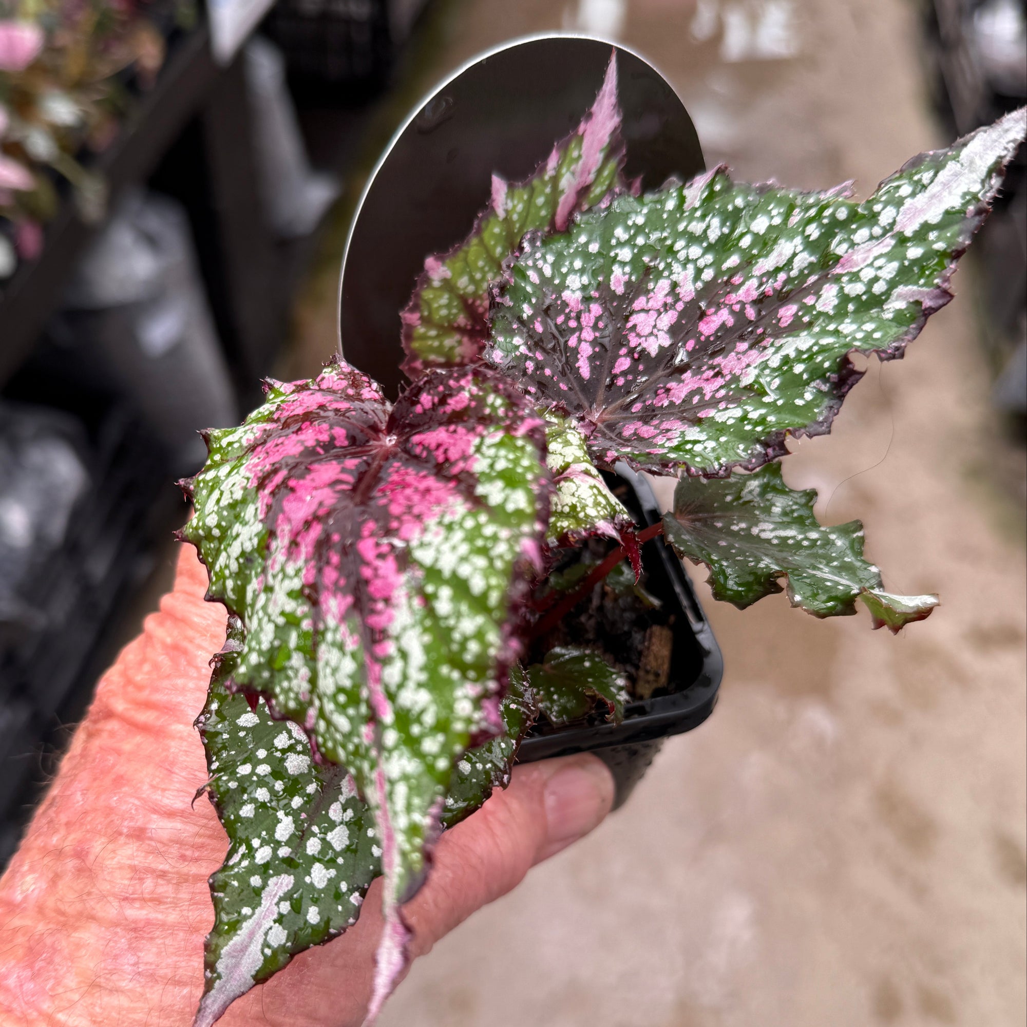 Begonia 'African Jungle' (WA - Prohibited)
