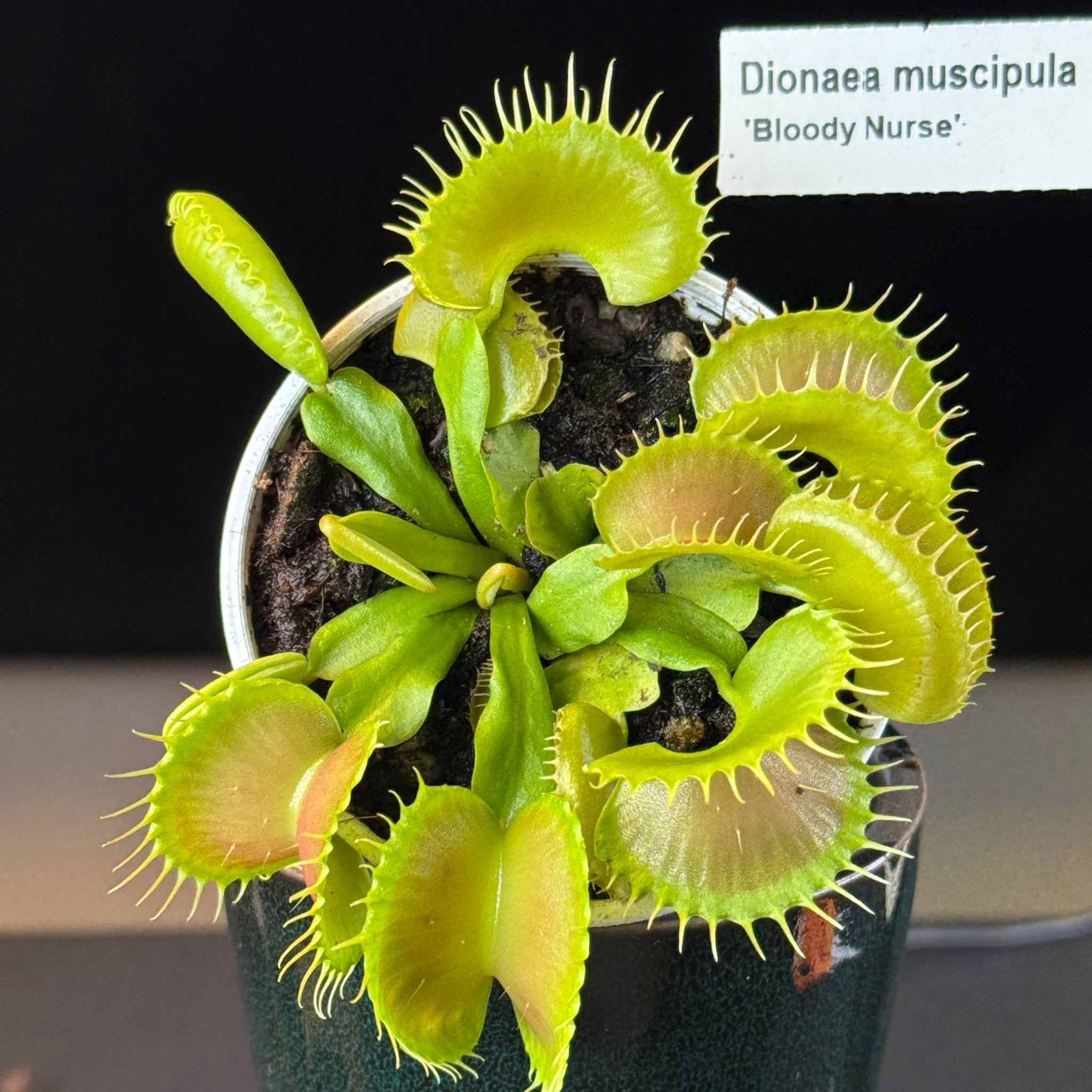 Dionaea muscipula 'Bloody Nurse'- Venus Fly Trap
