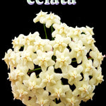Hoya celata