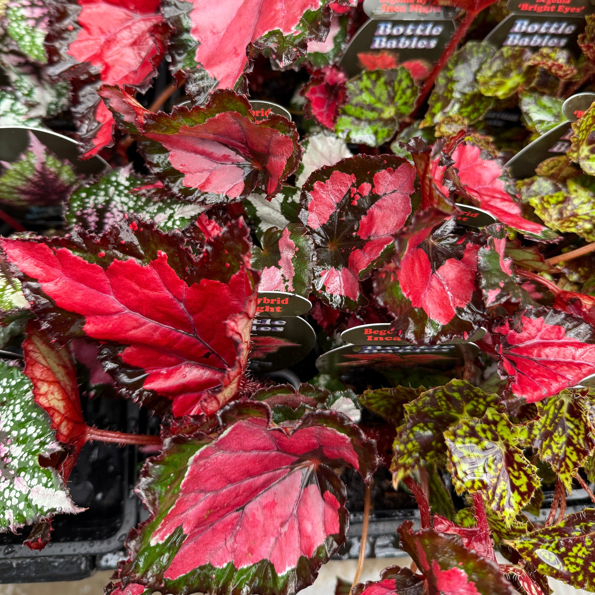 Rex Begonia Inca Night with red and green variegated leaves