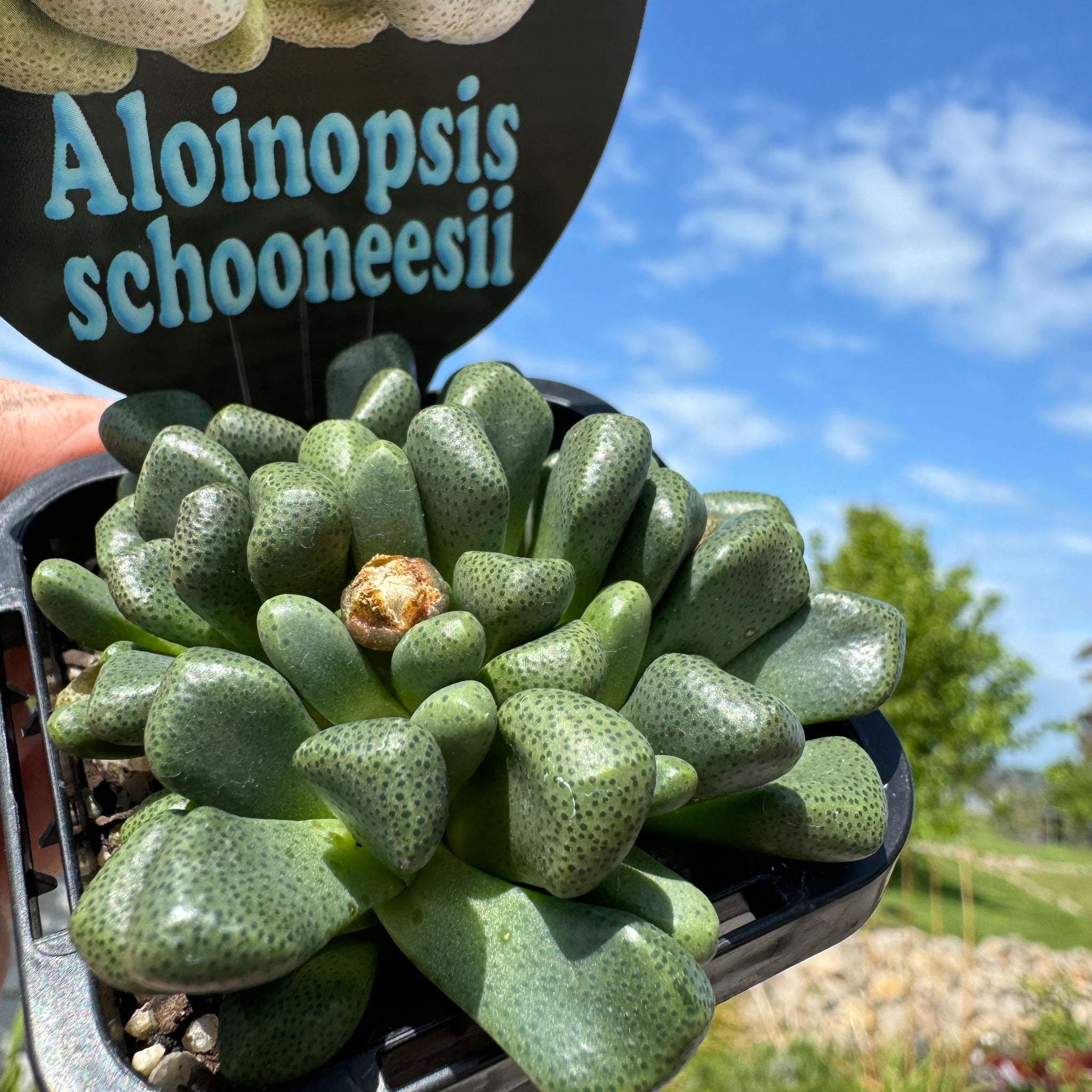 Aloinopsis schooneesii  Very Limited