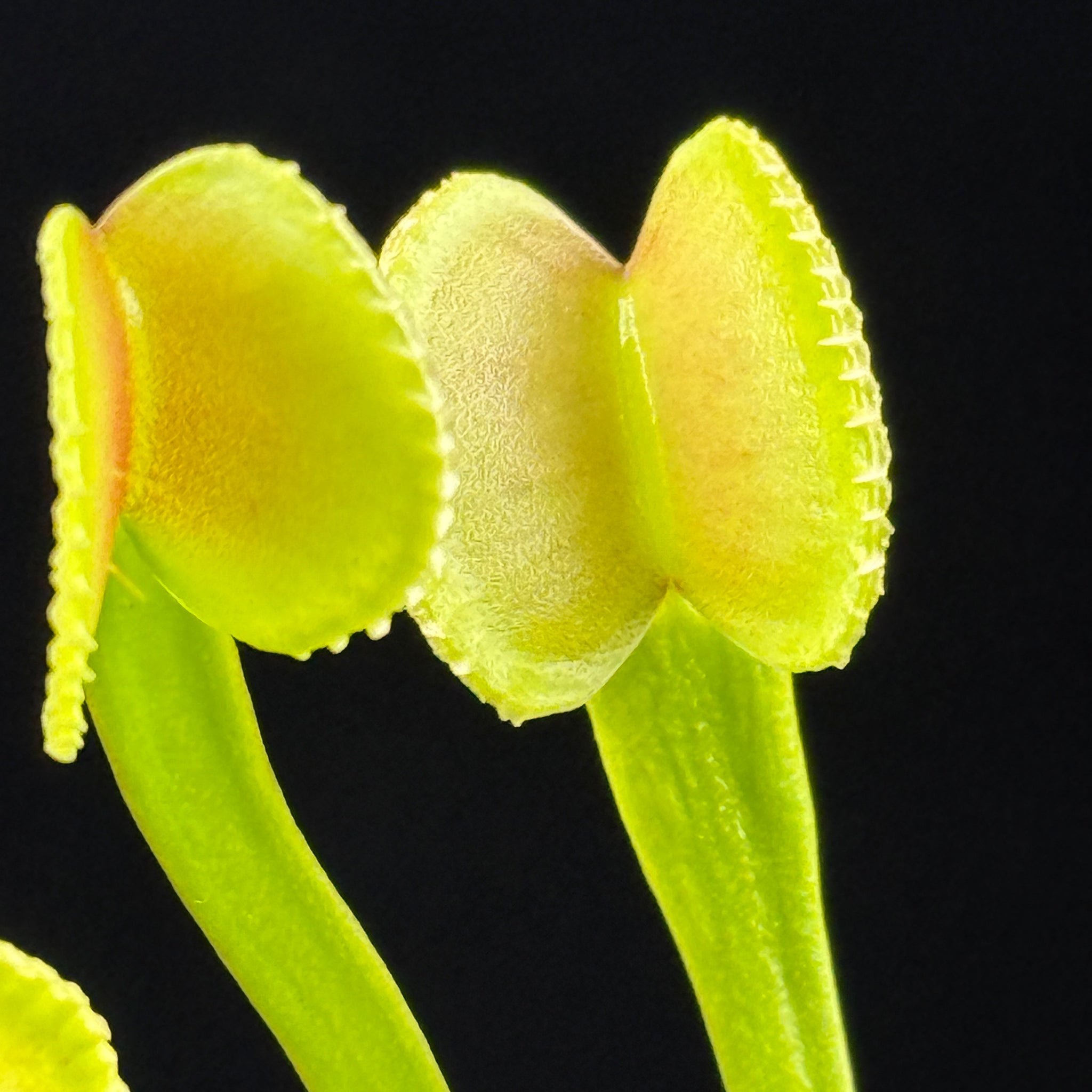 Dionaea muscipula 'Crenata'- Venus Fly Trap