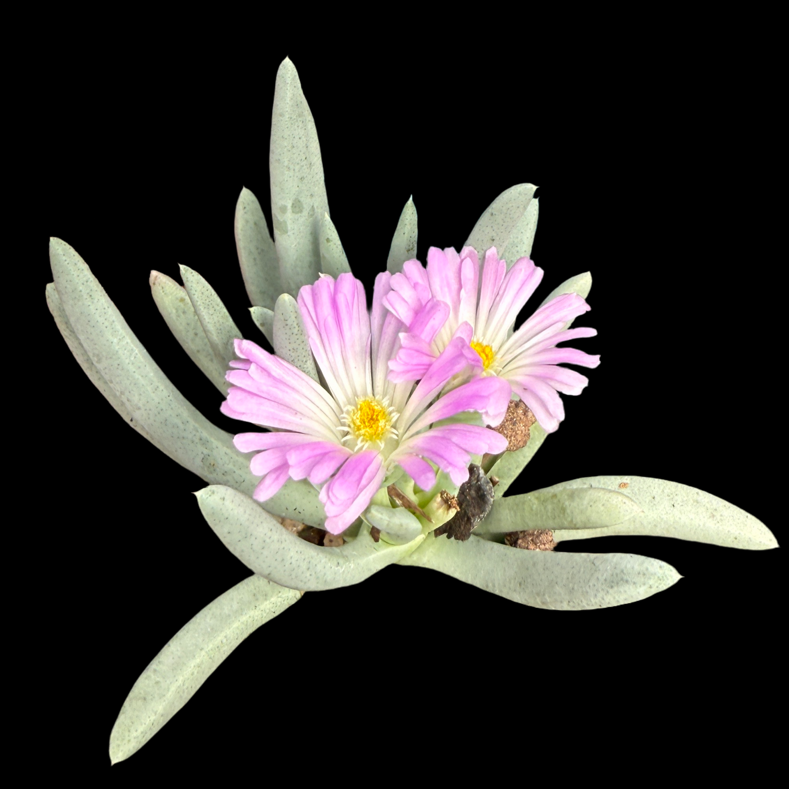 Ebracteola fulleri. Living stone plant
