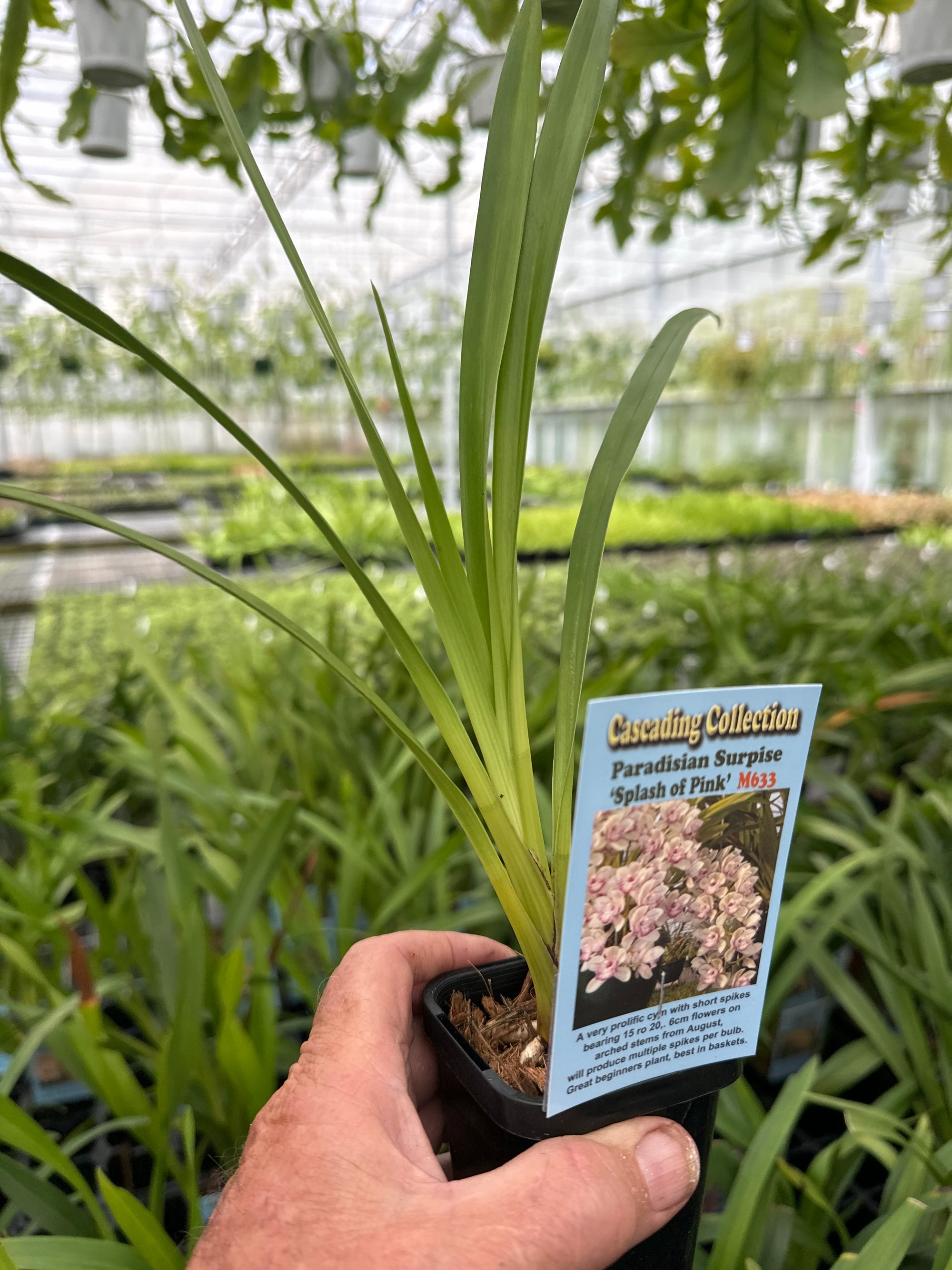 Cymbidium Paradisian Surprise 'Splash of Pink' Pendulous