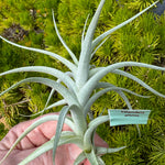 Tillandsia albida