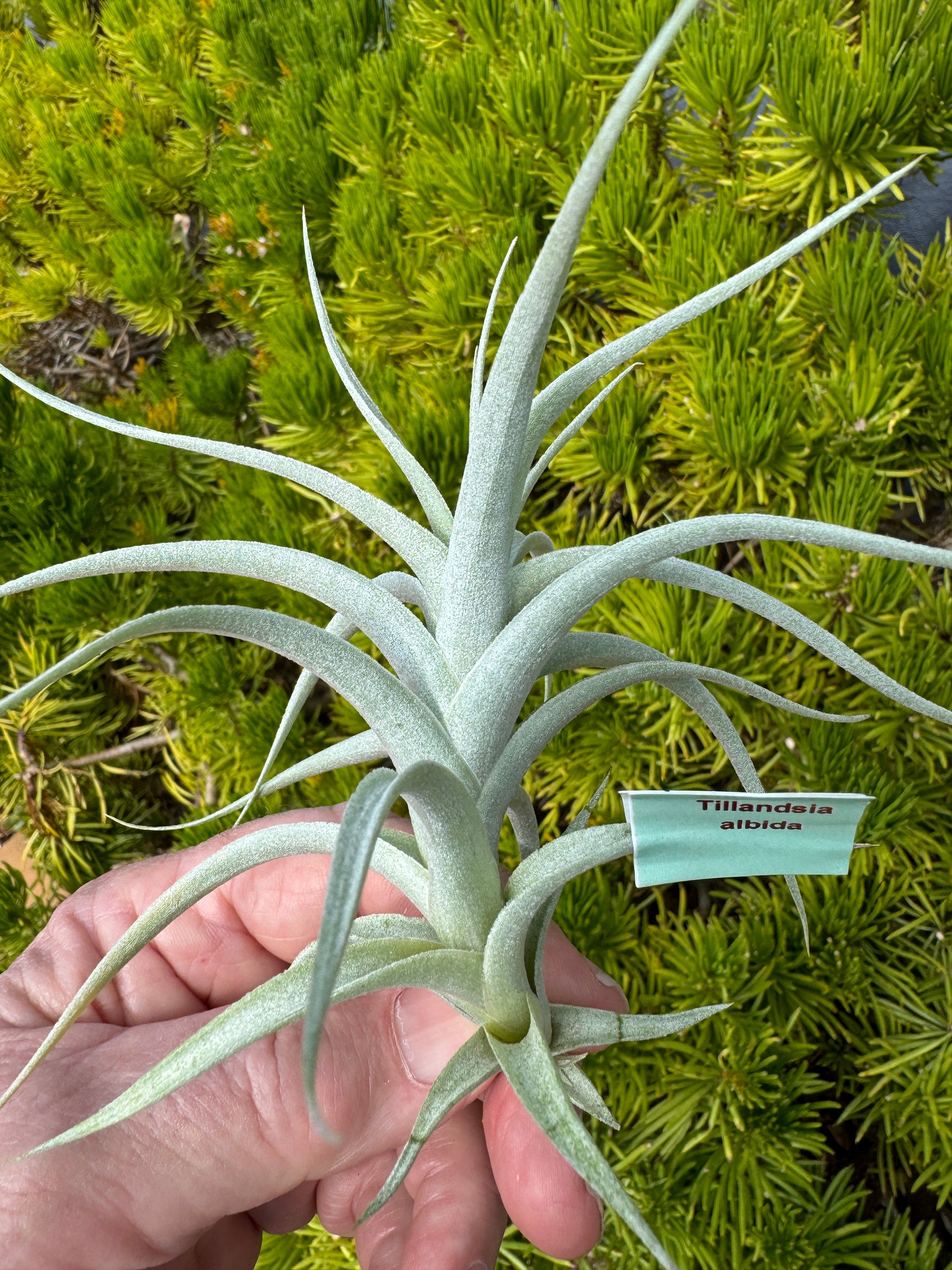 Tillandsia albida