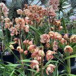 Cymbidium 'Henna'