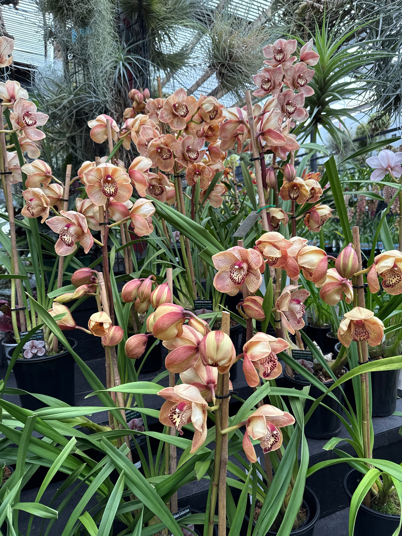 Cymbidium 'Henna'