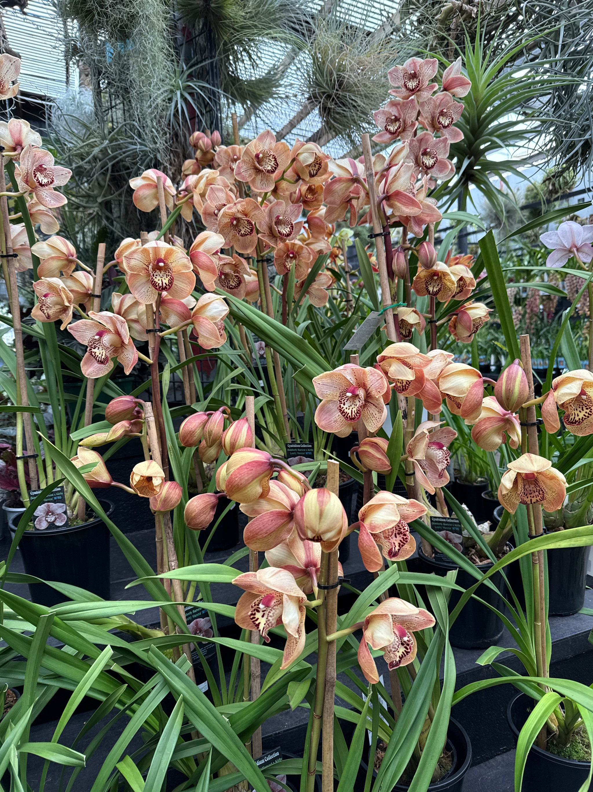 Cymbidium 'Henna'