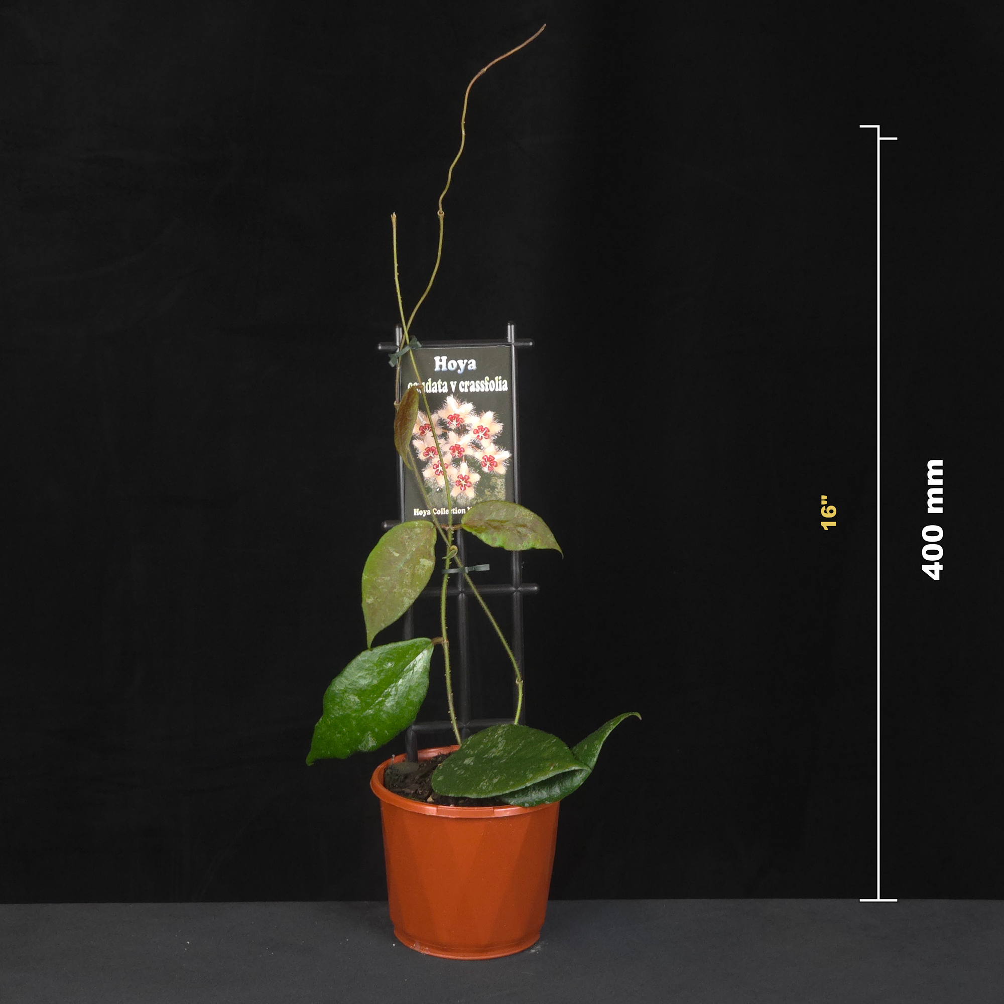 Potted Hoya caudata ‘Crassifolia’ with height measurement guide.