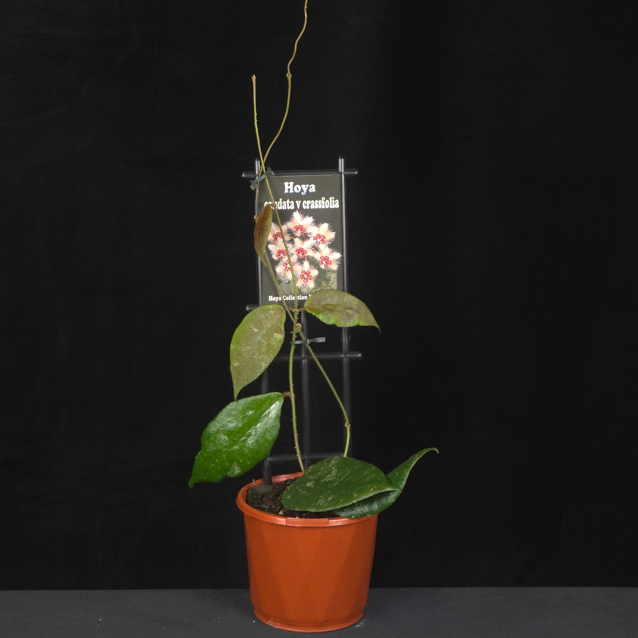 Potted Hoya caudata ‘Crassifolia’ with flowering reference image.