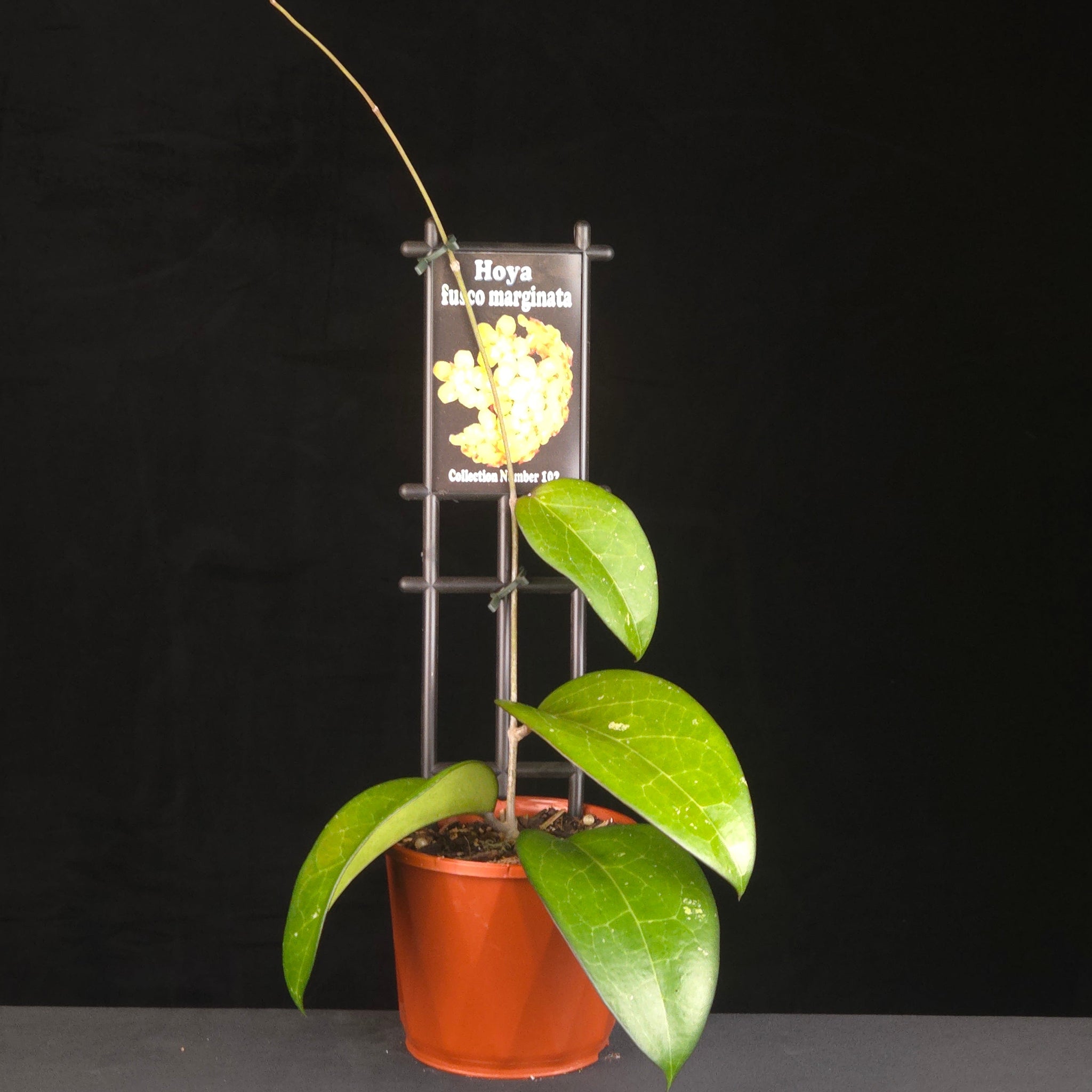 Potted Hoya fusco marginata climbing on a black trellis.
