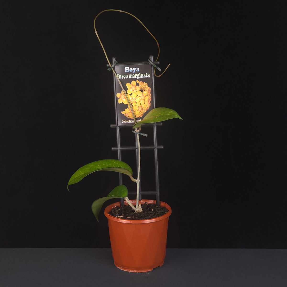 Hoya fusco marginata - H102