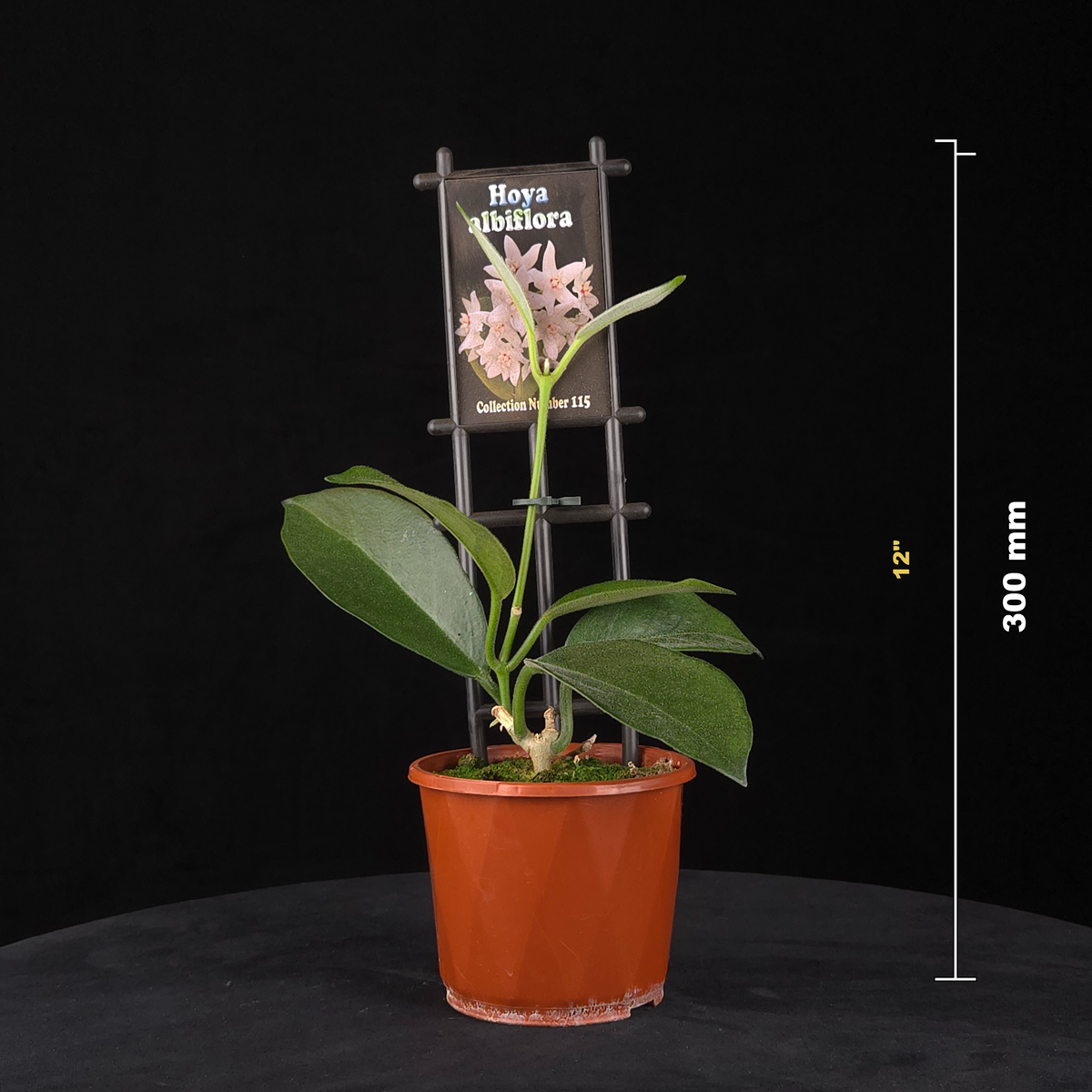 Hoya albiflora - H115