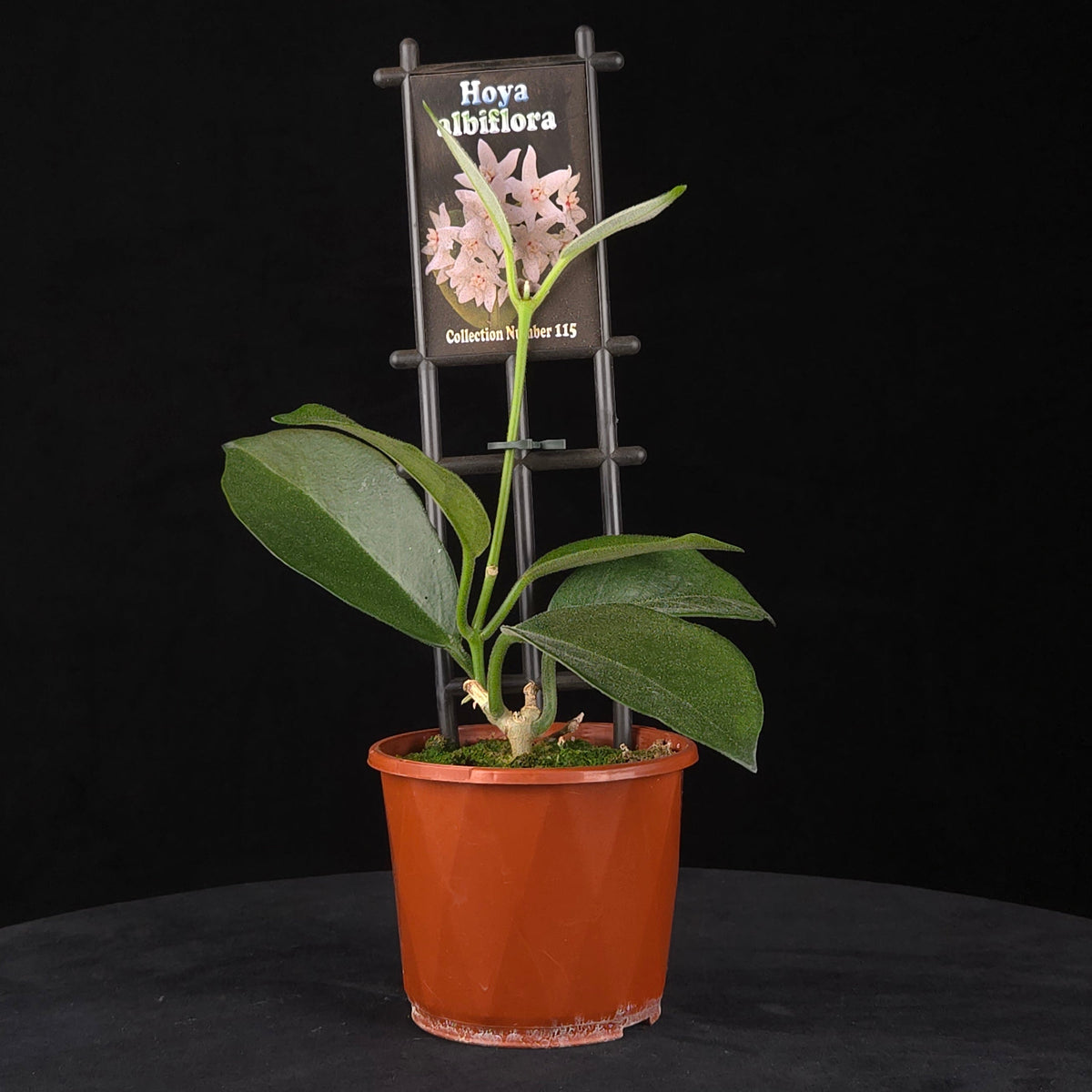 Hoya albiflora - H115
