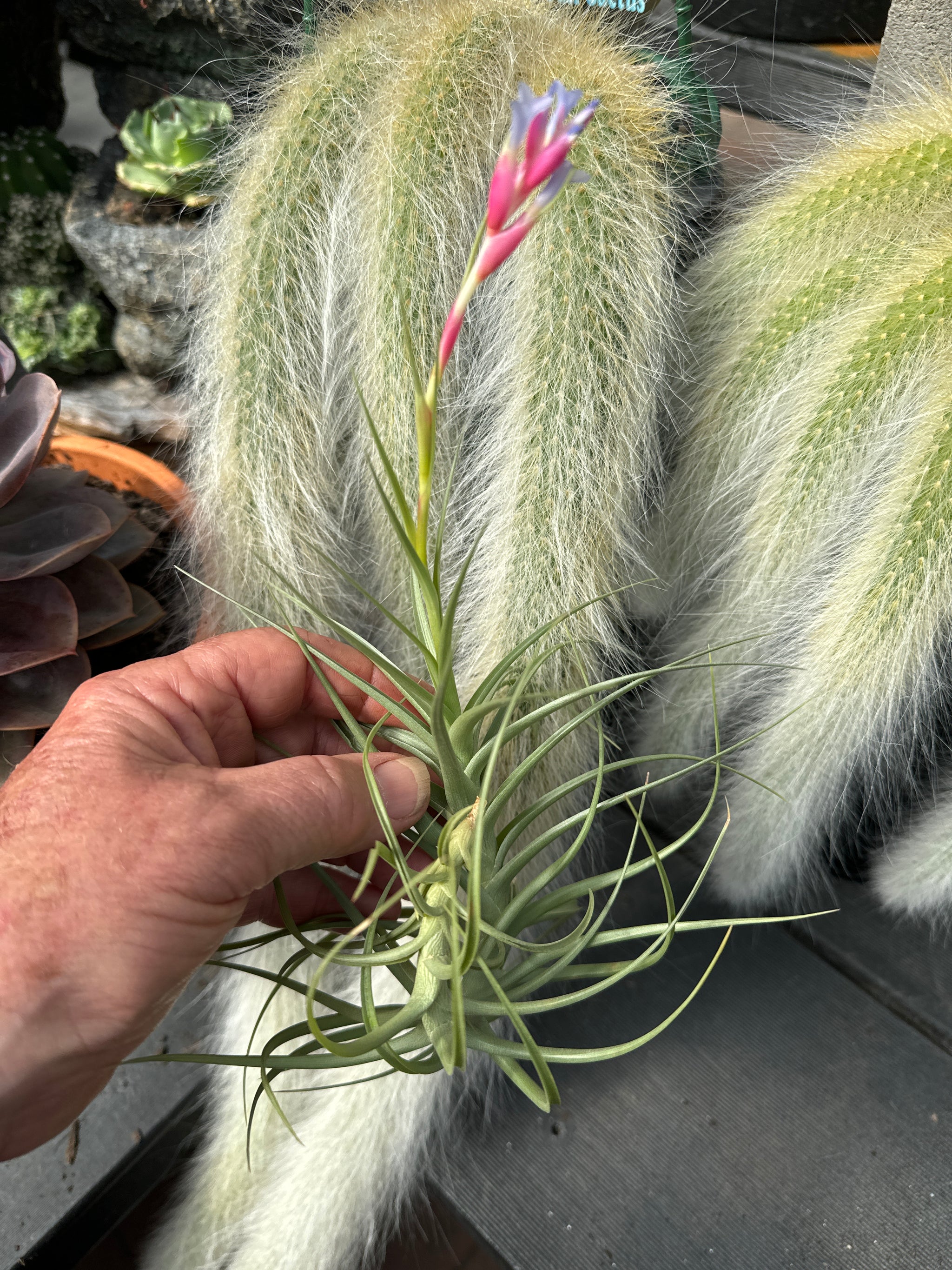 Tillandsia 'Confusion'