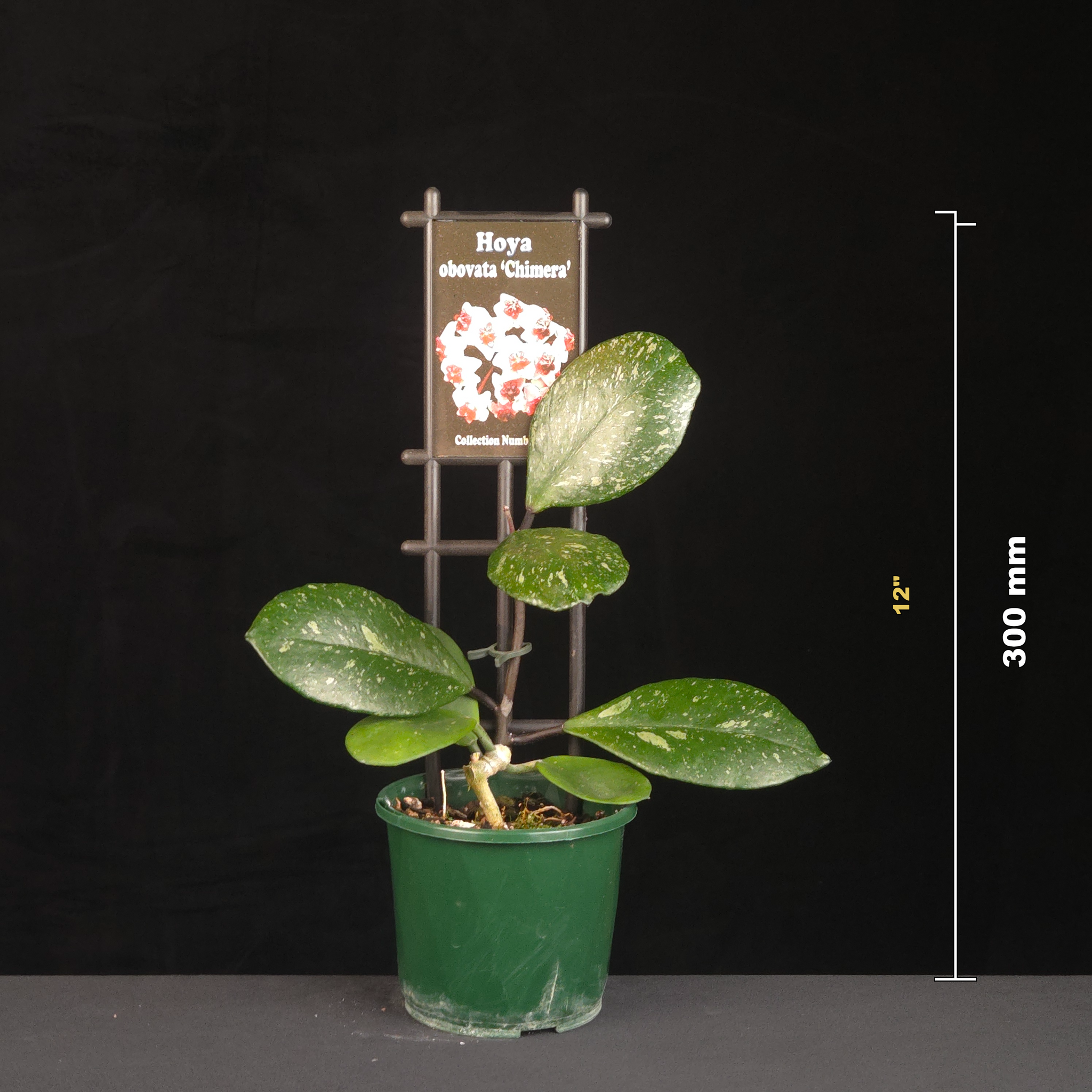 Potted Hoya obovata ‘Chimera’ with 300 millimetre height guide.