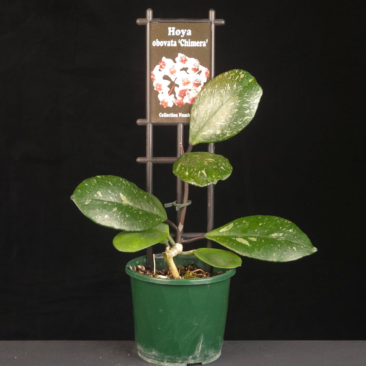 Potted Hoya obovata ‘Chimera’ growing on a black trellis.