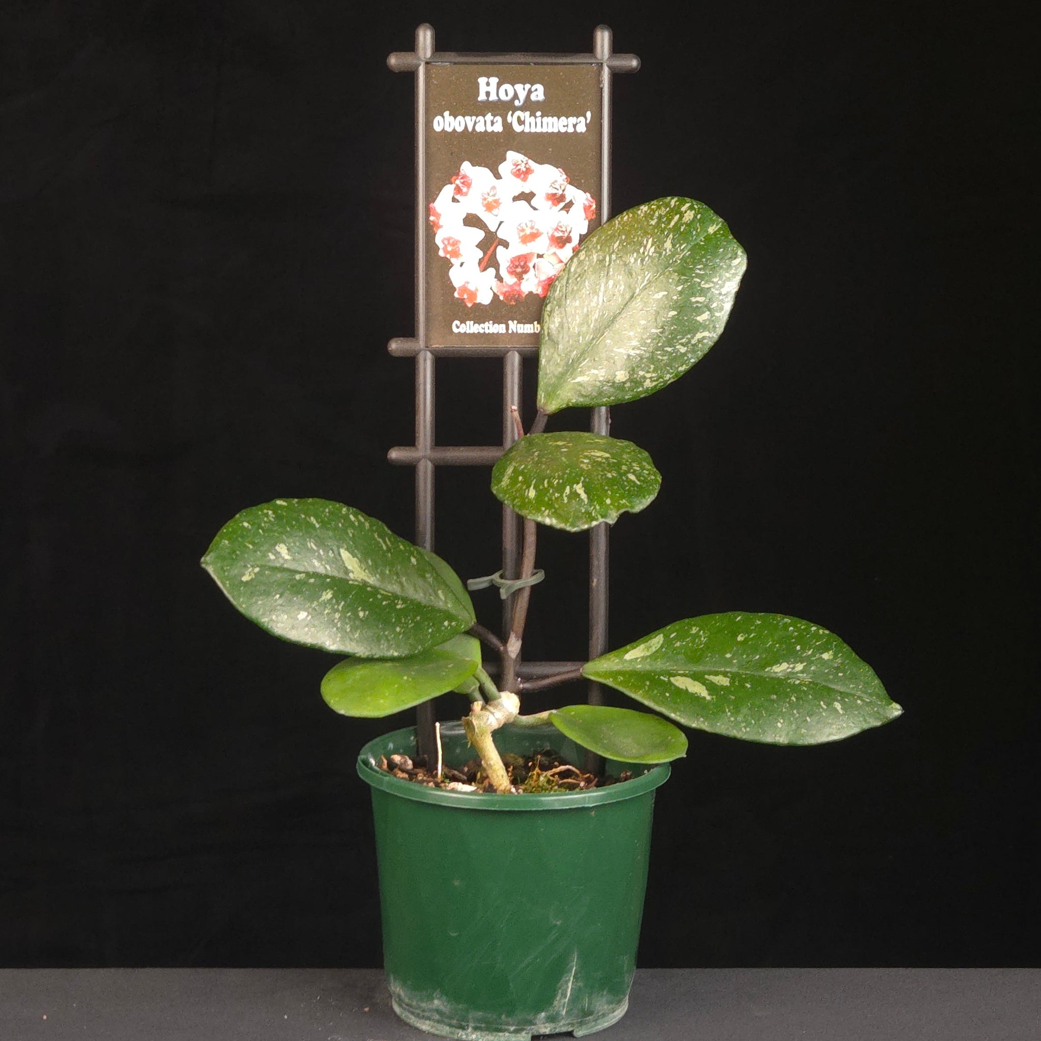 Potted Hoya obovata ‘Chimera’ growing on a black trellis.