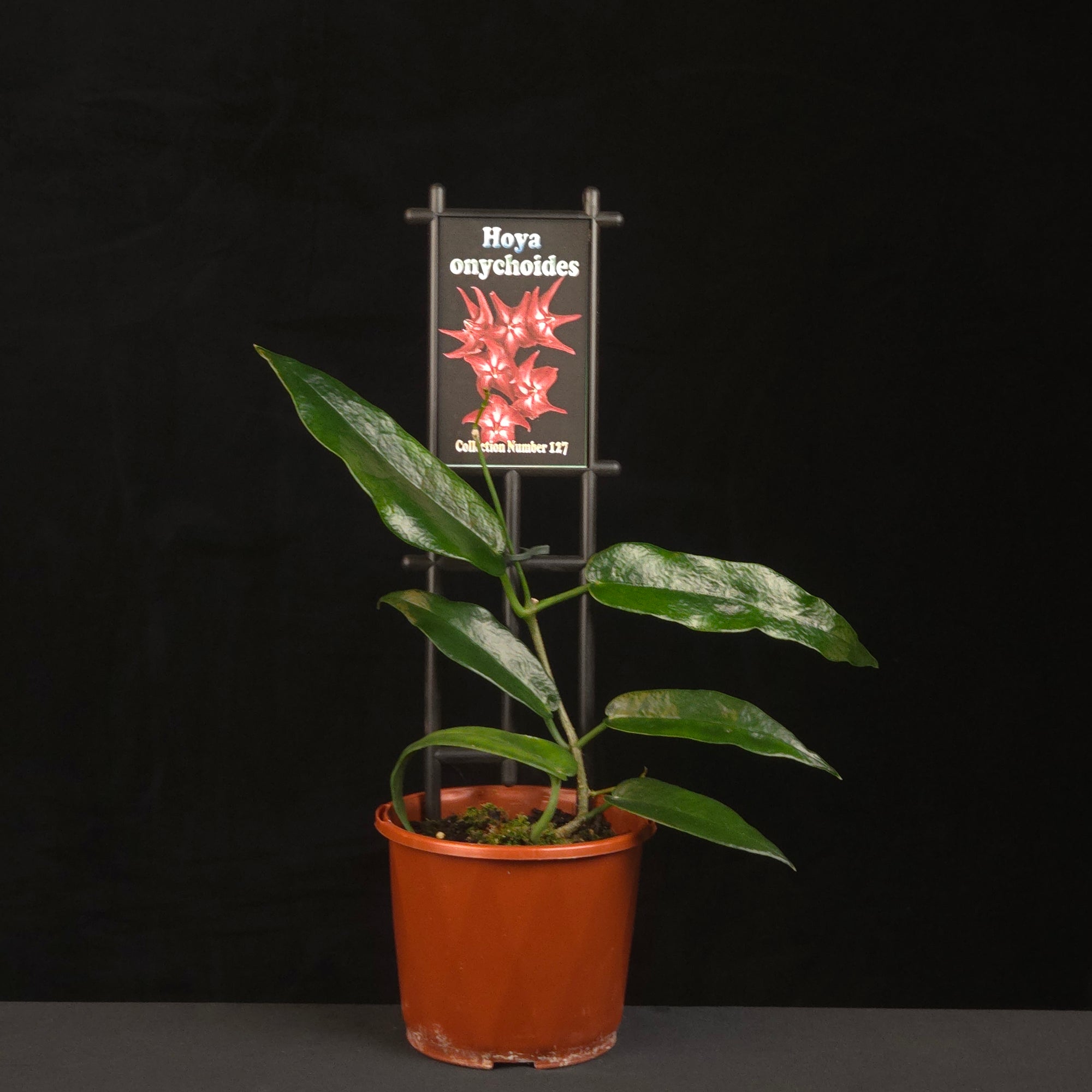 Potted Hoya onychoides with height measurement guide.