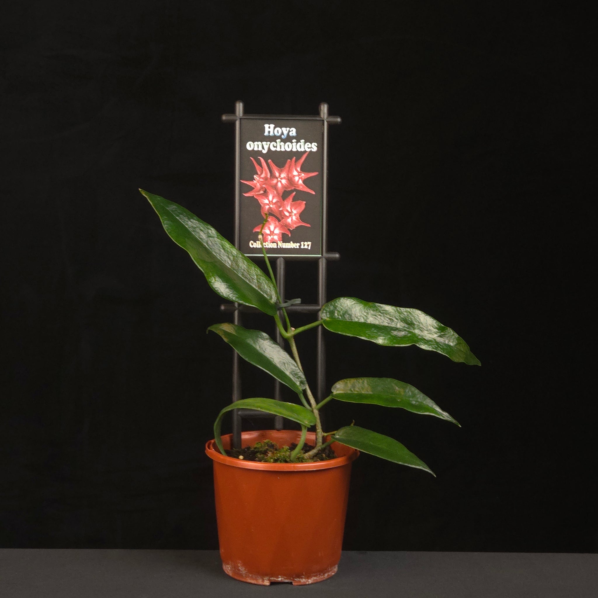 Potted Hoya onychoides with height measurement guide.