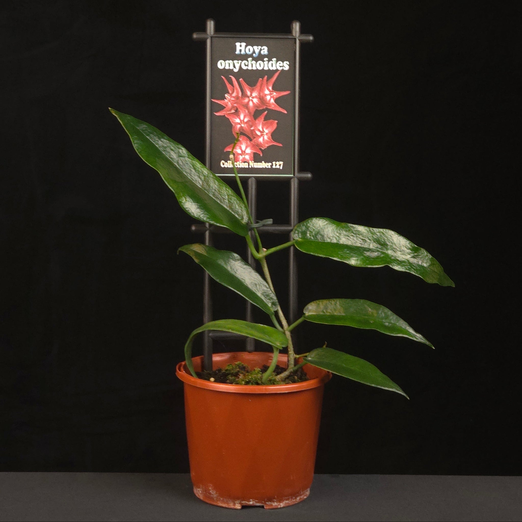 Potted Hoya onychoides growing upright on a black trellis.