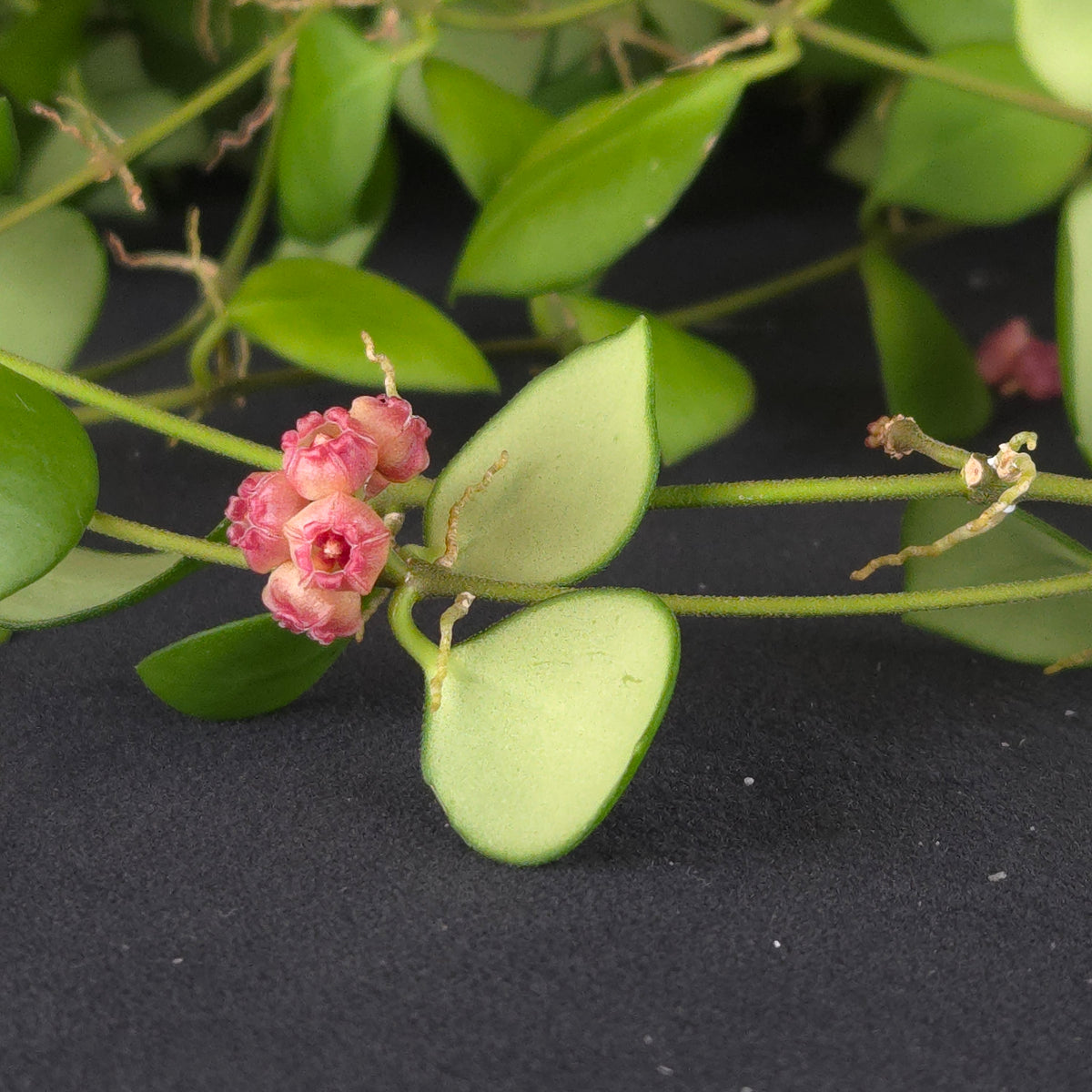 Hoya heuschkeliana ‘Pink’ - H131