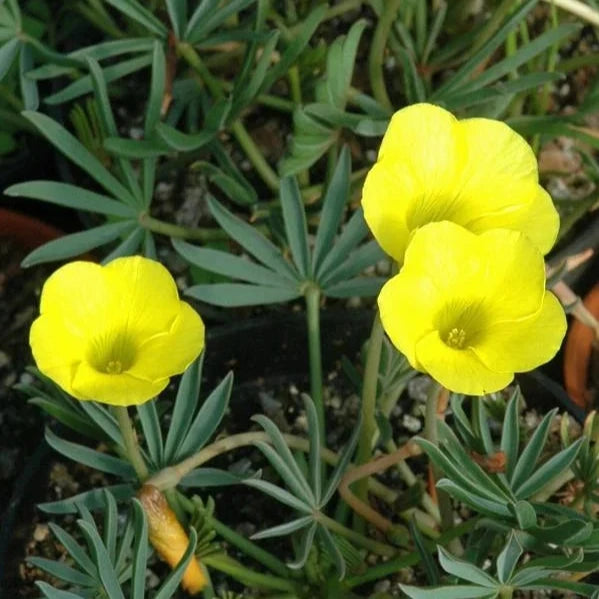 Oxalis flava 'The Yellow Oxalis'