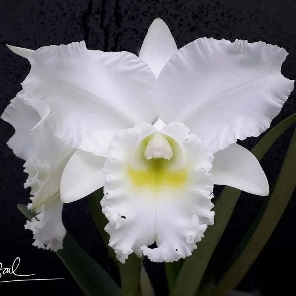 Cattleya Allience Snow White