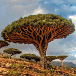 Dracaena draco – The Dragon Tree