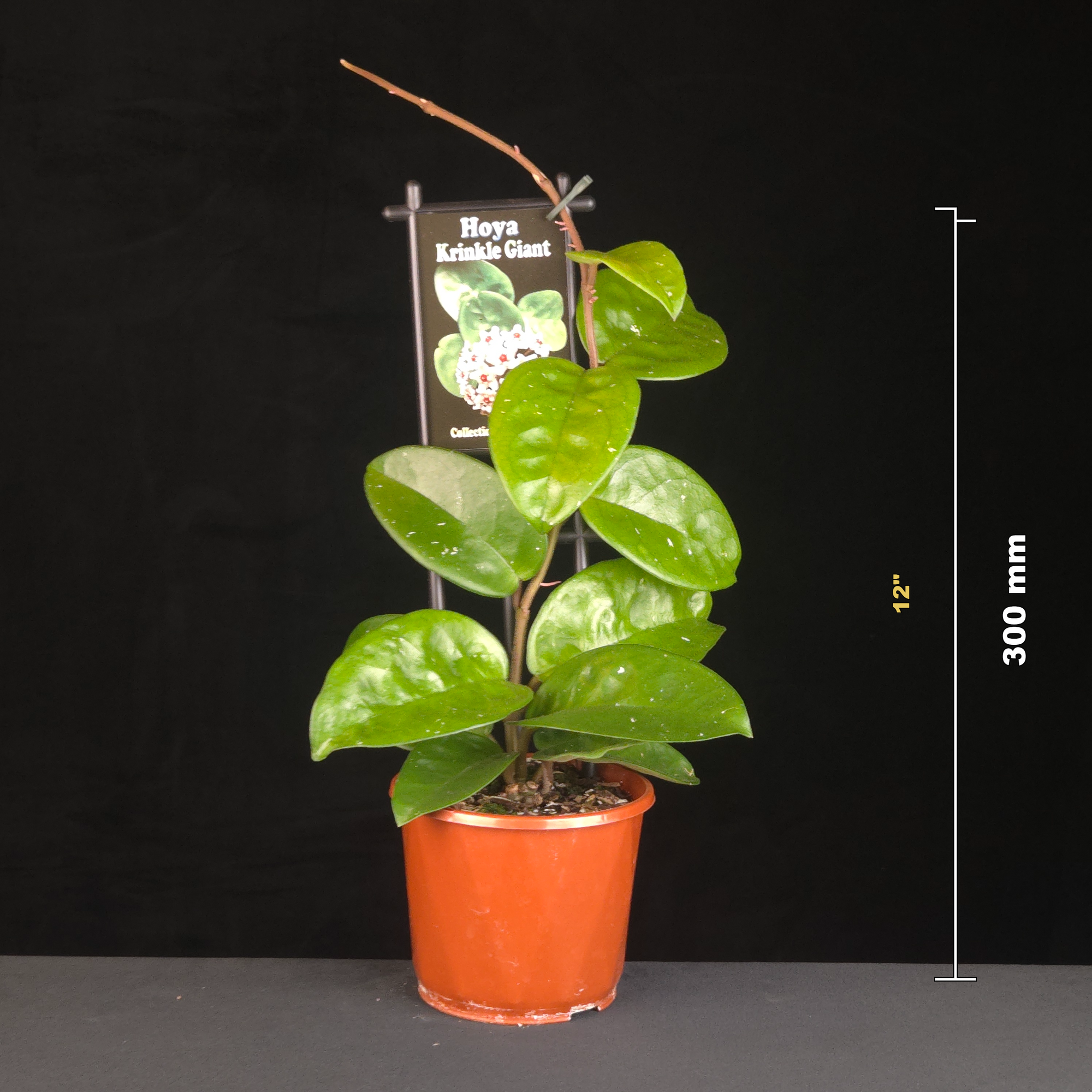 Potted Hoya ‘Krinkle Giant’ with 300 millimetre height guide.