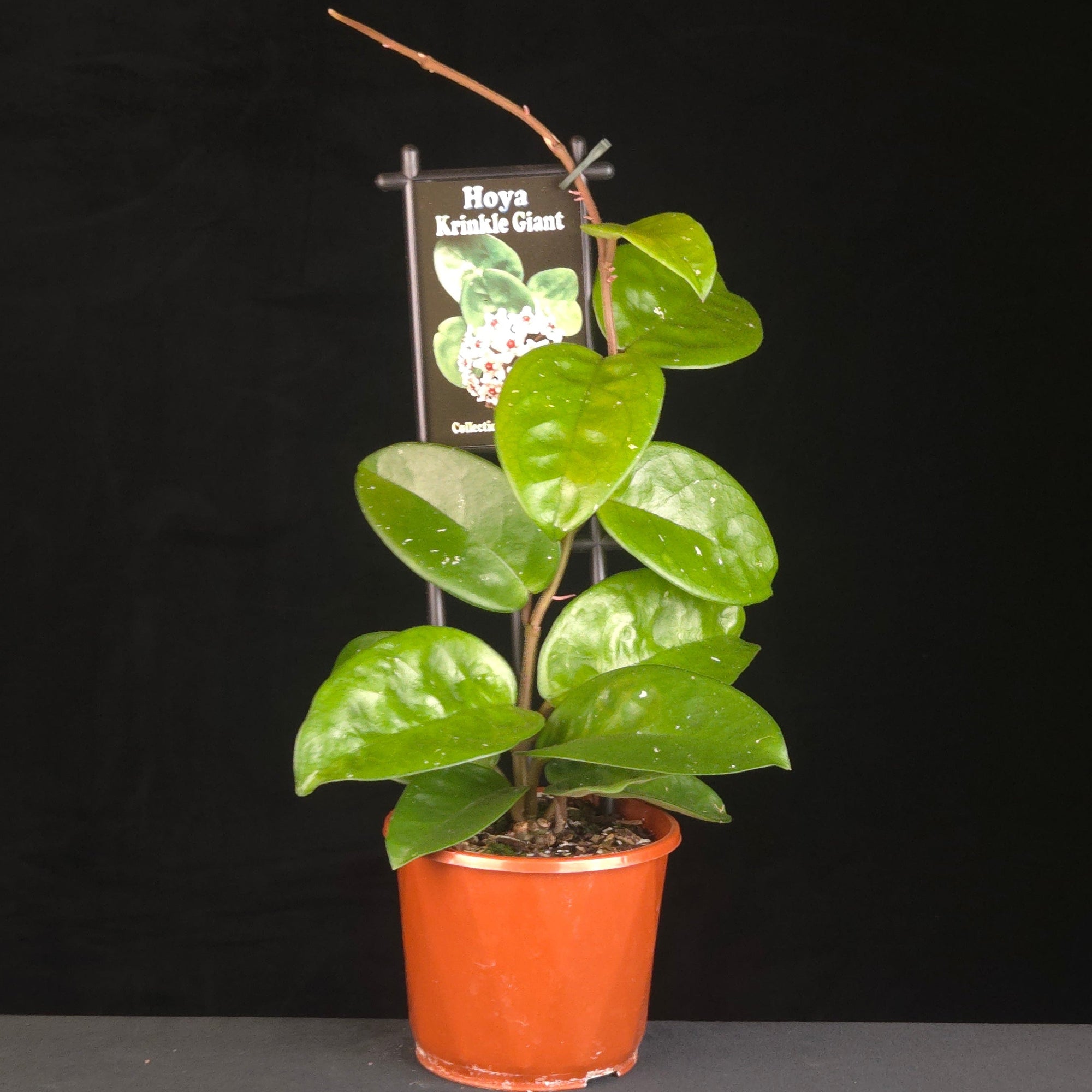 Hoya krinkle 'Giant' - H145