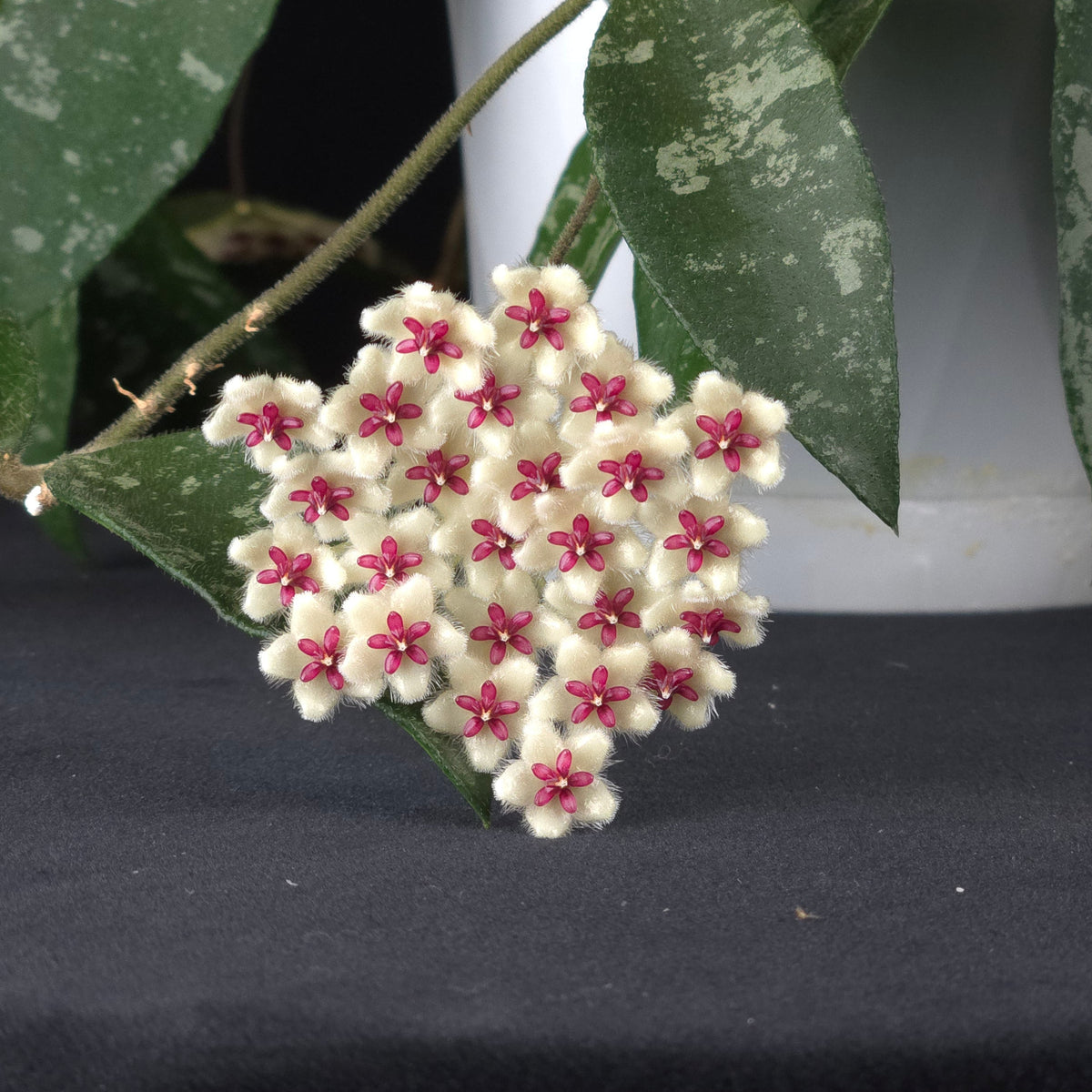 Hoya phuwuaensis (WA Prohibited) - H149